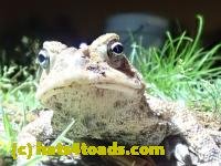 /home//u458753944/public_html/sourcegallery///////Roxborough Toad Detour/2022/2022-04-26/P4261097.JPG